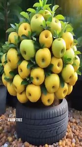 Wow! Double your Pear Tree harvest with these new planting methods #shorts #satisfying #pears #gardening #bhfyp #nutrition #fruitlover #fruits #fitness #fruitgarden #shortsfeed #instagram #tree #fruittree #fruittrees #grafting #reelsvideo #shortsreels #shortsviral #garden #shortsvideo #satisfying #fruit #shots #reelsfb #fruitsalad #freshfruit #agriculture #trees | Farm Tree