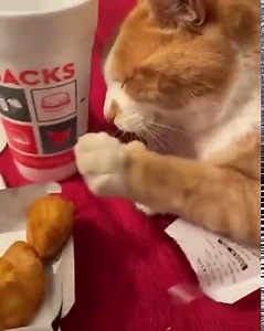2.6M views · 2.7K reactions | Cat Wants Nuggets | Cats Vine | Facebook