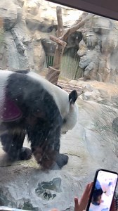 12K views · 205 reactions | Panda makes a splash at the Beijing Zoo! Thanks for sending in ya video Leslie! #AssertingDominance #ZooLife #panda #beijing | Ozzy Man's Video Licensing | Facebook