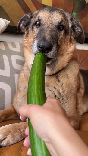 Celebrate National Cucumber Day with Happy Dogs