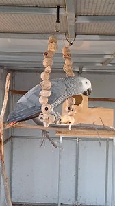 9K views · 2.2K reactions | Rocky Rockstar | Six Grey Parrots | Facebook