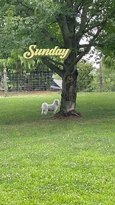 1.6K views · 18 reactions | Sunday walk in the park with Murray, Panda and Mandy! ☀️️ | Cozy Inn Pet Resort - Plum | Facebook