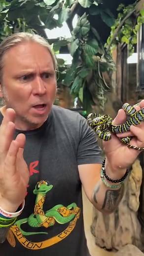 Mangrove snakes are usually black and yellow, this blue is just so beautiful! #reels #animals #snakes #biology | Brian Barczyk