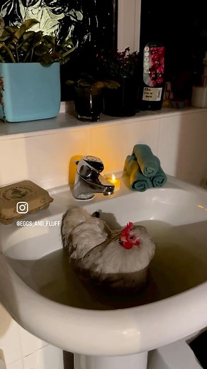 13K views · 18 reactions | Chicken bath bombs! The wonderful women...