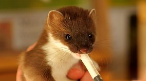 29K views · 5.8K reactions | Just listen to the cute slurping sounds as this baby stoat masters the art of drinking milk from a syringe  My story of rescuing this cutie is on BBC1 The One Show in an hour (⏰7pm tonight)  | Robert E Fuller | Facebook