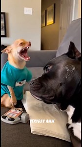 ULTRASOUND GEL “SPLAT” PRANK 🫧😂 #funnydog #dogcomedy #AI #LOLAnimalss #chihuahua #rottweiler | Everyday Aww