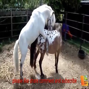 3.5K views · 48 reactions | Animal Planet Amazing on Reels | Facebook