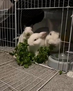 RSPCA Derby on Reels