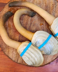 242 reactions · 59 shares | Mekus mekus Geoduck Clam❗ | Mommy K Recipes | Facebook