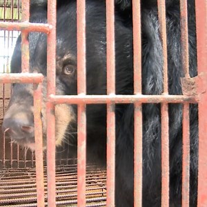 30K views · 689 reactions |  7 bile bears are waiting for their rescue in Vietnam ⚠ A typhoon just hit central Vietnam, and another is already forming which could arrive next week. The country is preparing for an evacuation. As soon as it is safe again, we want to save these seven bile bears. Keep your fingers crossed! Together, we can bring these bears to our BEAR SANCTUARY Ninh Binh . Will you support them? ➡ https://bit.ly/3dm0rQJ #saddestbears | FOUR PAWS | Facebook