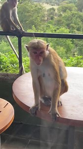 Grooming in primates is not only utilized for social bonding and maintenance, but to establish hierarchy and sexual prowess | Sri Lanka Elephant | Facebook