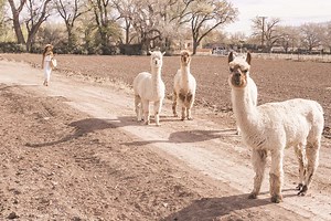 15 Top Things To Do In New Mexico