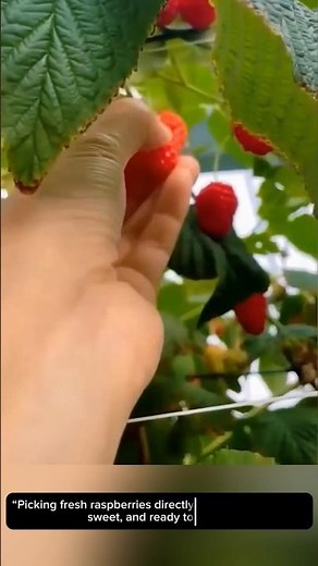 Fresh Raspberry Harvest 🍓