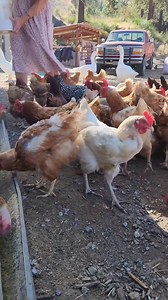 7.2K views · 182 reactions | #homestead #homesteading #fyp #morning #farm #chickens #geese #turkeys #canada #uk #animals #mexico #fypシ #usa #fypシviralシ #australia #viralvideo | Elizabeth Kirk | Facebook