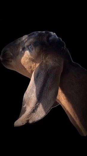 I lost one of my bottle babies Friday to a disbudding blood clot. The vet said it was his first loss from performing the procedure EVER. It was my first loss to disbudding too. 😢. I loved my baby. He was massive and I planned on showing him in June. 😢🙏. He was such a sweet, loving, and smart young gentleman. ♥️🙏. My heart is shattered into a million pieces. 😢. The feeling of being helpless is so heavy. 🙏😢😩😢. The empty blanket and truck on the way back home from the vet. The empty plaype