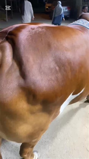 4.2K views · 125 reactions | Home Qurbani Maryam cattle Ahsan Bhai ki Guddi MashaAllah ❣️ | Karachi Cow Lovers | Facebook