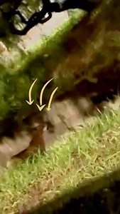 94K views · 953 reactions | Onça parda é vista defronte a Usp 1 no final da madrugada desta quarta-feira. Animal estava ao lado do córrego. Registro foi feito por uma leitora do SCA. | São Carlos Agora | Facebook