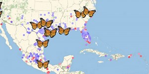 Accessing Monarch Biodiversity Data with New Wolfram Language Functions—Wolfram Blog
