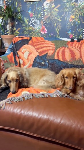 2.1K views · 20 reactions |  Sunday Reset On Sundays we chill Autumn style  #autumnal #autumnvibes #autumn #sundayfunday #sundaysessions #sundaychill | The DIYist | Facebook