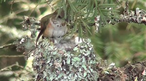 Here is the first time Miss Rufous sees her chick out of the egg and she feeds it. Gotta love nature. | Hummingbirds up close