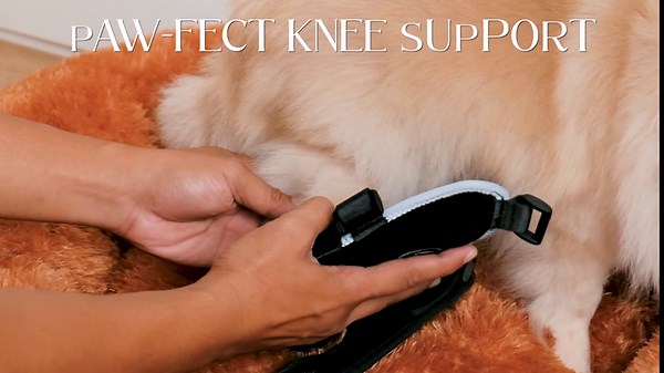 Dog Knee Brace for Torn Acl Hind Leg - Neoprene Dog Leg Braces for Back Leg with Aluminium Splints, ACL Knee Brace for Dogs with Reflective Trims (Left Leg - Small)
