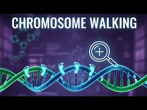 Chromosome walking explained. #techniques #csir #gate #Slet 🔥🔥😎