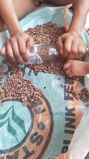 Local way to peel ukwa( breadfruit)🤩#fblifestyle #localway #breadfruit | Twins Sisters and Family