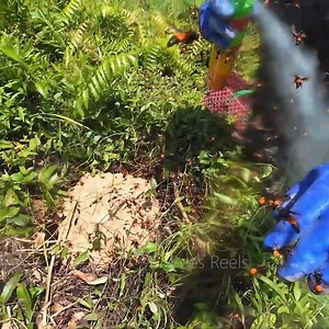 19K views · 81 reactions | Village Hornet Nest Removal! Handling Dangerous Nests in the Bush | Bees Reels | Facebook