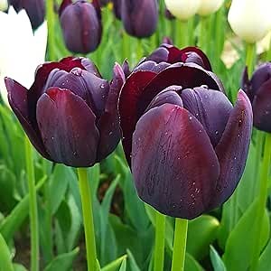 10 Tulip Bulbs for Fall Planting, Black Tulip Bulbs, Queen of The Night Tulip Bulb, Flower Bulbs for Garden Indoor Outdoor