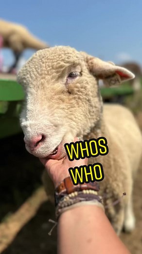 Marleysroselife Kristen Beamer on TikTok