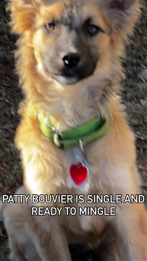 Adopt Patty Bouvier! She’s a 4-5 month old 20 lb (will likely be a 40 lb dog at maturity) floofy collie shep mix puppy who is an absolute delight! She loves dogs but could also fly solo. She’s a baby and will need a human (s) to provide leadership, structure and routine so she can grow up to becoming the best version of herself. Adoption applications are available on our website #pattybouvier🦄 #collie #germanshepherdpuppy #adoptdontshop Foster @surlyjane | A Purposeful Rescue