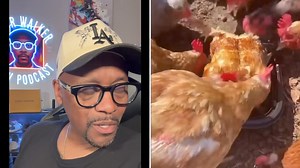 These chickens have no idea what they are eating. Cannibalistic chickens!!! Call me See me live: Cleveland Funny Bone 5/17-18 Get tix here: https://cleveland.funnybone.com/event/lavar-walker-3/cleveland-improv/ Hartford Funny Bone 5/24-25 Get tix here: https://hartford.funnybone.com/event/lavar-walker-2/hartford-funny-bone/ St Louis City Winery Get tix here: https://citywinery.com/st-louis/events/city-of-laughs-presents-lavar-walker-ft-j-mcnutt-p5sdam Subscribe to my YouTube Channel https://yout