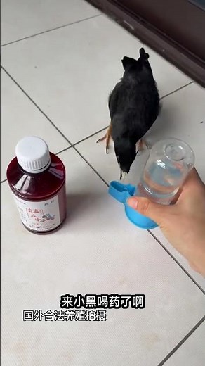 Bird repellent spray, bird repellent medicine, bird internal and external insect repellent, bird