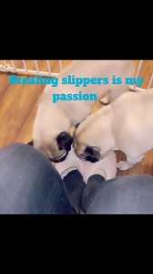Stealing is my pug passion 😂he loves to steal shoes and slippers 😂🐶 | Pug Philosophy