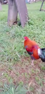 Teng Ranola on Reels