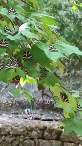 Ile de Rhodes Butterfly Valley #rhodes #butterflyvalley | Voyages et randonnées