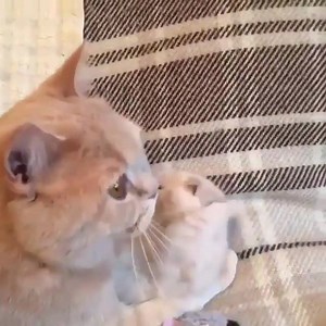 Awe totally cute! | Happy Tails | Facebook