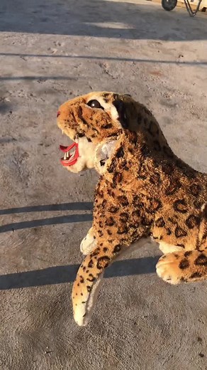 Leopard Plush Toy Interacts with Malinois Dog