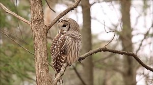 Barred Owl Compilation Amazing CloseUp Videos | Ellen Roman