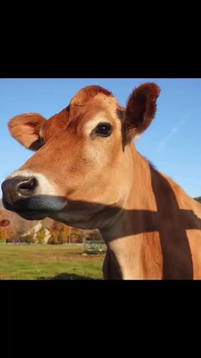 Graduation day is here and we couldn’t be more proud of our WUHS Graduates and all of their hard work! Check out the posters on our local village green to see the faces of all of our Woodstock grads!Congratulations grads! We wish you the best of luck in your future endeavors! | Billings Farm & Museum