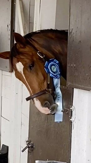 Galway Downs International HT Recap! @laureventing & Galliard’s Lancer 2nd in Modified Rider B 🥈 @lexie_thacker & Debussy 5th in Novice Amateur 🏅 @amber_n_birtcil catch rode Jessica Jones’s Zippity Doodah to the win in Open Novice 🥇 @anya.eq & Chalten 6th in Open Novice 🏅 @shelleycarey & DaRogue Rebel 2nd in Senior Beginner Novice A 🥈 @blainebacharach & Casario 4 5th in Senior Beginner Novice B 🏅 Congratulations to all our pairs, and thank you @galwaydownsequestrian for another fabulous sh