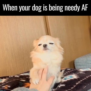 2.5M views · 36K reactions | DID I SAY STOP!?  | UNILAD | Facebook