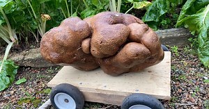 Dug, 'the world's largest potato,' revealed to not be a potato