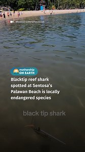 47K views · 342 reactions | i mean if i was the shark i’d also want to go palawan beach | Mothership | Facebook