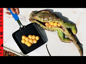 Can you EAT IGUANA EGGS?