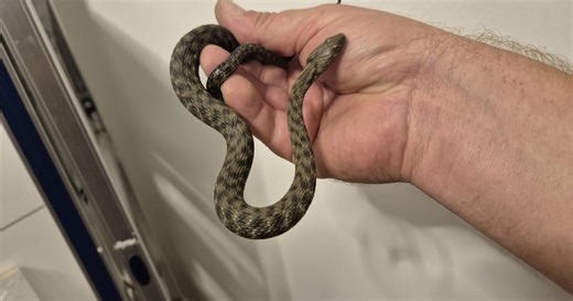 Zagrepčanin zbog zmije u automobilu pozvao pomoć, dan kasnije usledio je šok: Kako biste vi reagovali?