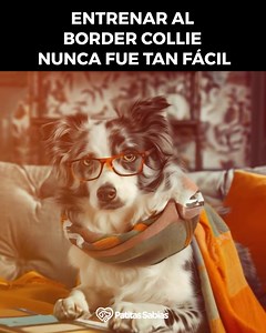 Entrenar al border collie nunca fue tan fácil. #perrhijos #perritos #lomitos #todosobreperros #dueñosdeperros #perritosfelices #perritoslindos #perritosdeinstagram #perritosbonitos | Patitas Sabias | Facebook