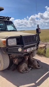Cheetahs Chilling in the Shade! When the African sun gets too hot, even the fastest animals need a break. Our guests had an unforgettable moment as these graceful cheetahs found comfort under the shade of our safari vehicle! Book your own wild encounter today! Email: info@greattrekchimpadventures.com Call/WhatsApp: 256743216614 Website: www.greattrekchimpadventures.com #CheetahSafari #WildlifeEncounters #AfricanSafari #ExploreTanzania #SerengetiMagic #NatureMoments #BigCatsOfAfrica #SafariExperi