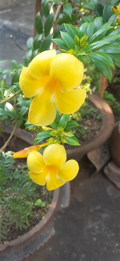 2.2K views · 261 reactions | "Vibrant yellow Allamanda flowers in full bloom." #Allamanda #FlowerLove #GardenBeauty #TropicalFlowers #YellowBlossoms #NaturePhotography #FlowerPerfection #GardenInspiration #BloomingJoy #FloralDelight #NatureLovers #BotanicalBeauty #FlowerPower #GardenMagic #FloralPhotography | Blooming Nature Tales | Facebook
