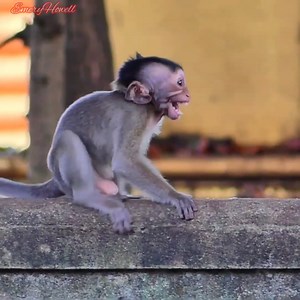 5.8K views · 212 reactions | Why baby Berron monkey unhappy and cries so much out shacking his body on the wall? #babymonkey #monkey #monkeys #monkeylove #MonkeyLife | Emery Monkey | Facebook
